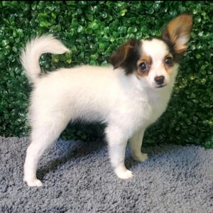 34-Papillon