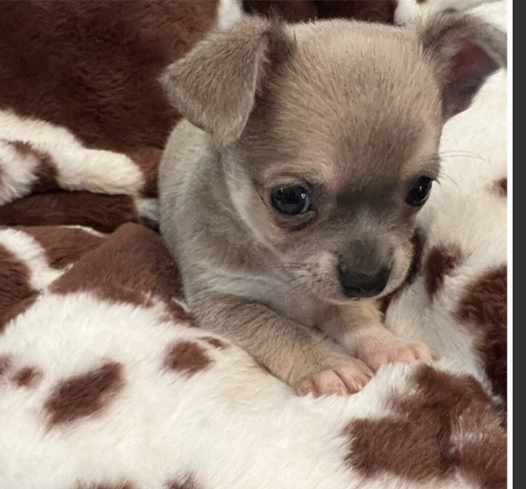 Kodiak - Chihuahua - Image 1