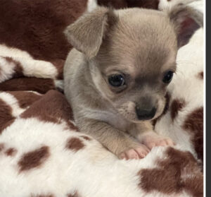 Chihuahua Puppy