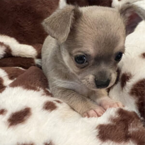 36-Chihuahua