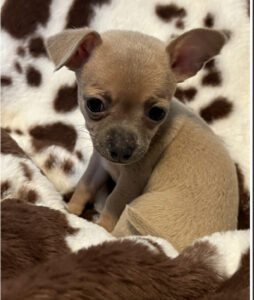 Chihuahua Puppy