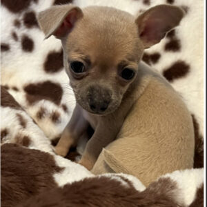 35-Chihuahua