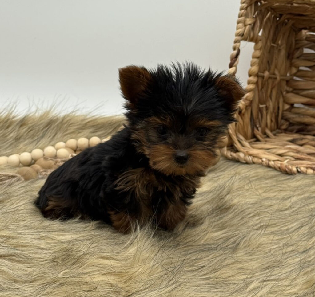 Sirius - Teacup Yorkie - Image 4