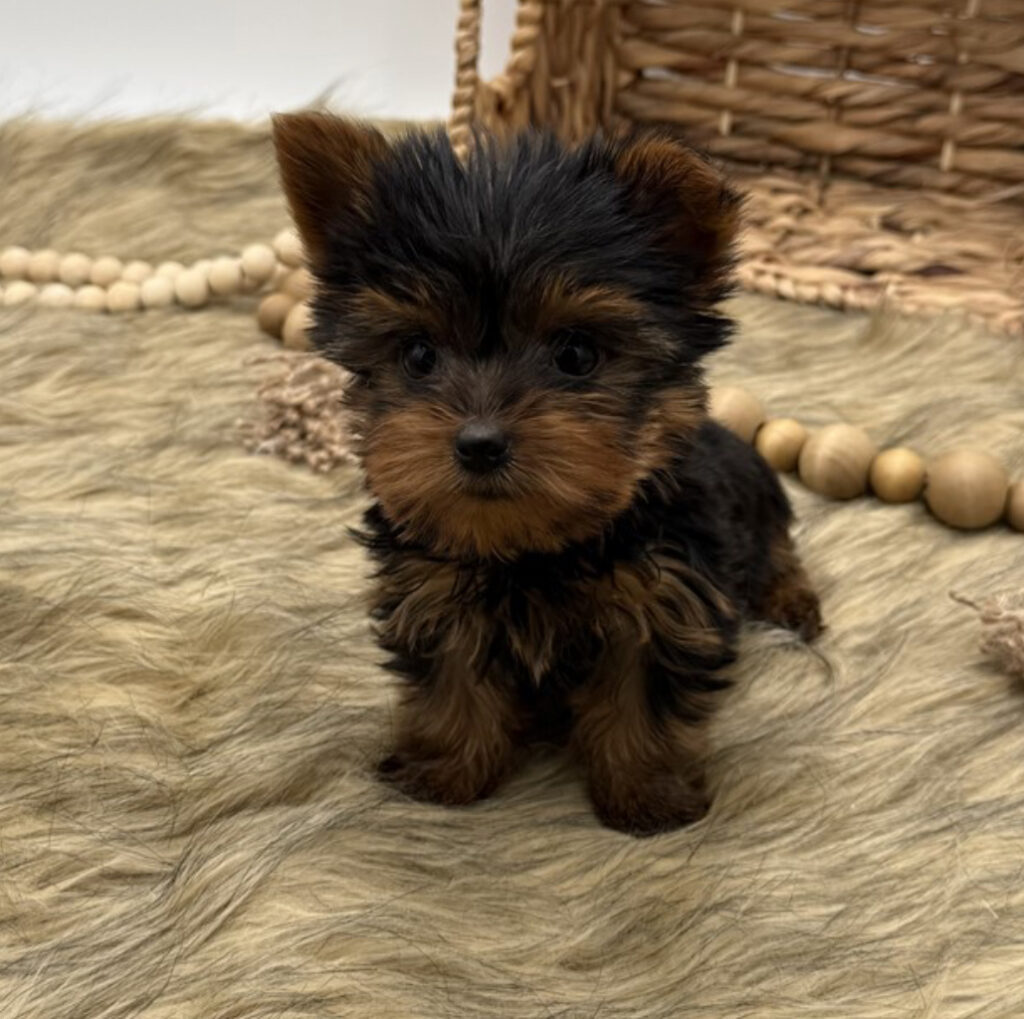 Sirius - Teacup Yorkie - Image 1