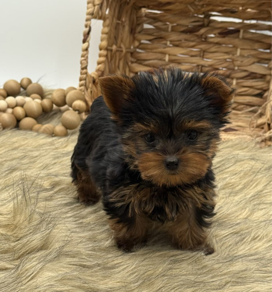 Sirius - Teacup Yorkie - Image 5