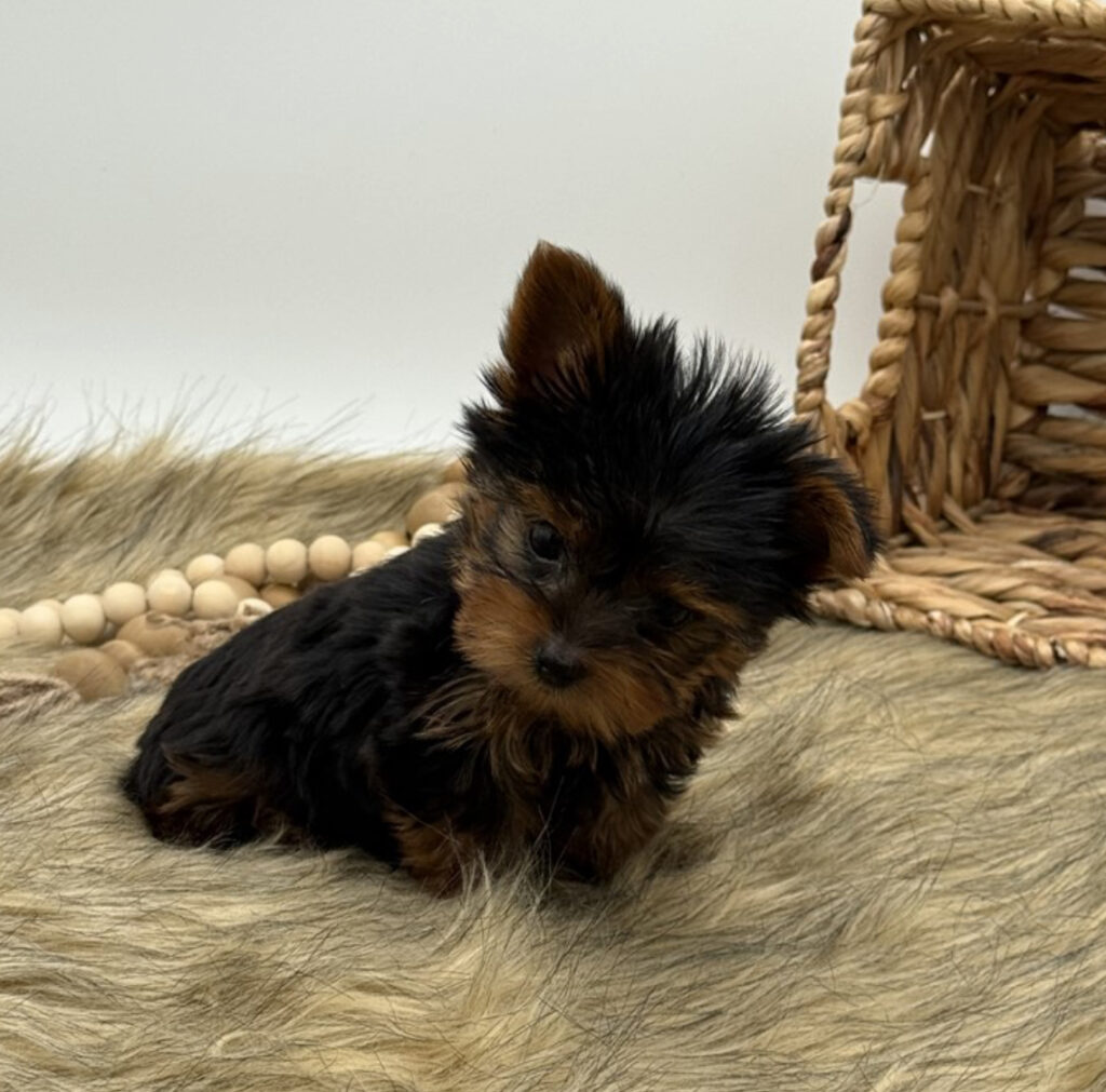 Sirius - Teacup Yorkie - Image 3