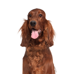 Oklahoma Puppy Cottage Irish Setter