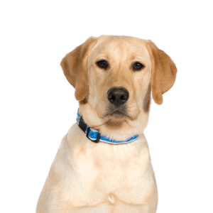 Oklahoma Puppy Cottage Labrador Retriever