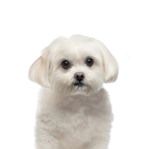 Oklahoma Puppy Cottage Maltese