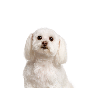 Oklahoma Puppy Cottage Malti-Chon