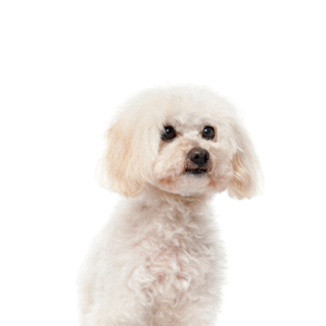 Oklahoma Puppy Cottage Malti-Poo