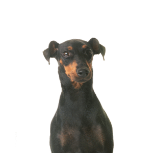 Oklahoma Puppy Cottage Manchester Terrier