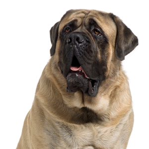 Oklahoma Puppy Cottage Mastiff