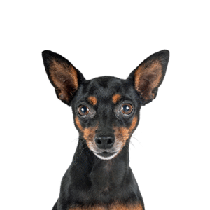 Oklahoma Puppy Cottage Miniature Pinscher