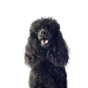 Oklahoma Puppy Cottage Miniature Poodle