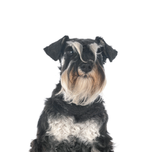 Oklahoma Puppy Cottage Miniature Schnauzer