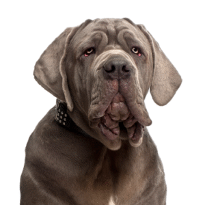 Oklahoma Puppy Cottage Neapolitan Mastiff