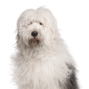 Oklahoma Puppy Cottage Old English Sheepdog