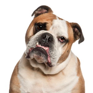 Oklahoma Puppy Cottage Olde English Bulldogge