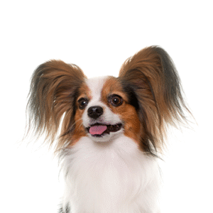 Oklahoma Puppy Cottage Papillon