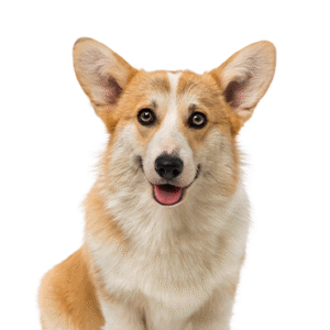 Oklahoma Puppy Cottage Pembroke Welsh Corgi
