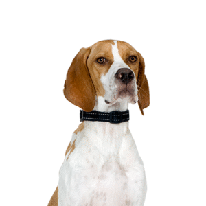 Oklahoma Puppy Cottage Pointer