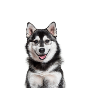 Oklahoma Puppy Cottage Pomsky