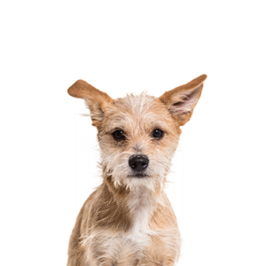 Oklahoma Puppy Cottage Poo-Chi