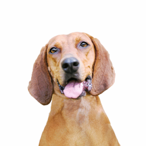 Oklahoma Puppy Cottage Redbone Coonhound
