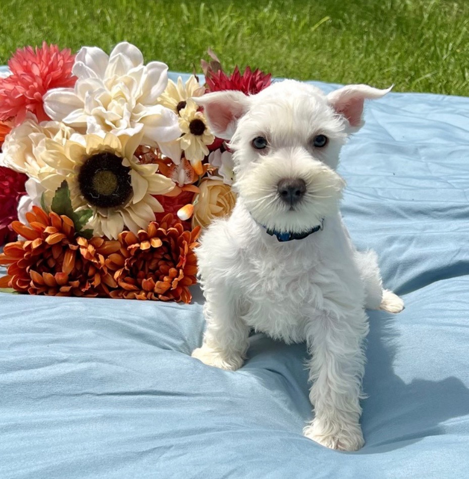 Faye - Schnauzer Miniature - Image 1