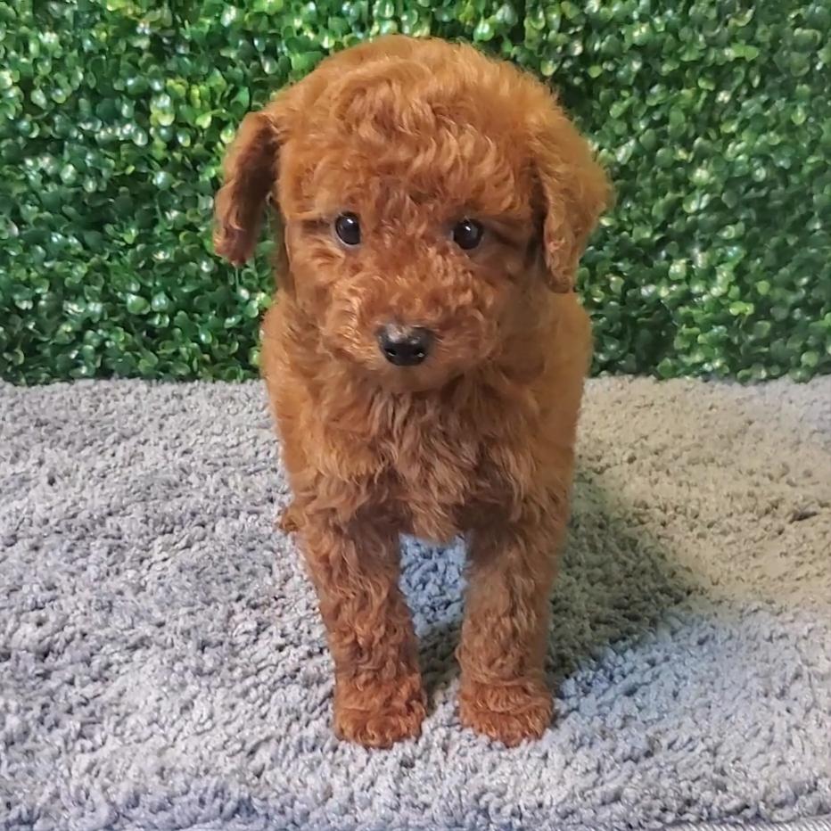 Speck - Micro Goldendoodle - Image 2