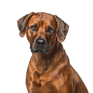 Oklahoma Puppy Cottage Rhodesian Ridgeback