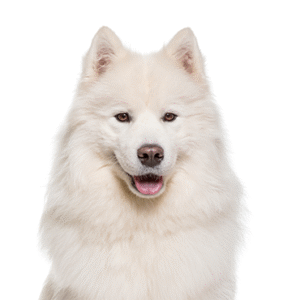 Oklahoma Puppy Cottage Samoyed