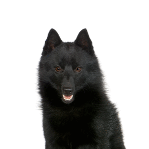 Oklahoma Puppy Cottage Schipperke