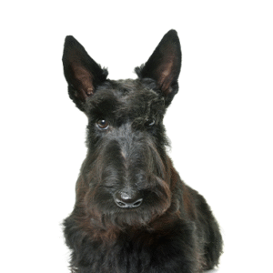 Oklahoma Puppy Cottage Scottish Terrier