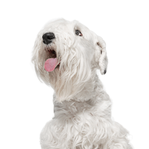 Oklahoma Puppy Cottage Sealyham Terrier