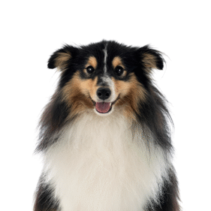 Oklahoma Puppy Cottage Shetland Sheepdog