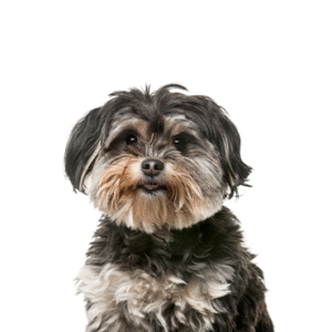 Oklahoma Puppy Cottage Shih Poo