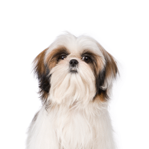 Oklahoma Puppy Cottage Shih Tzu