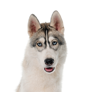 Oklahoma Puppy Cottage Siberian Husky
