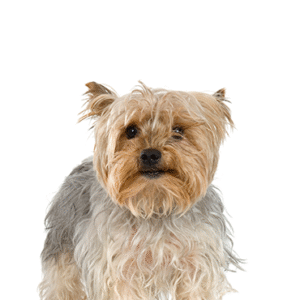 Oklahoma Puppy Cottage Silky Terrier