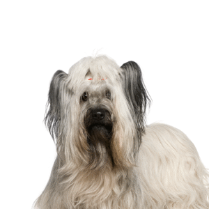 Oklahoma Puppy Cottage Skye Terrier