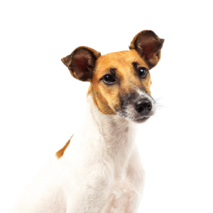 Oklahoma Puppy Cottage Smooth Fox Terrier