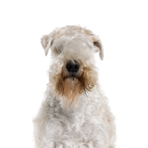 Oklahoma Puppy Cottage Soft Coated Wheaten Terrier