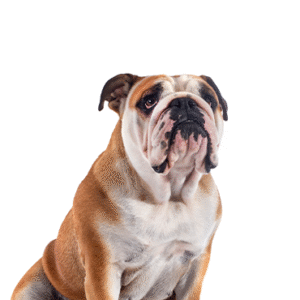 Oklahoma Puppy Cottage Victorian Bulldog