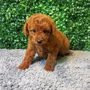 Micro Goldendoodle Puppy