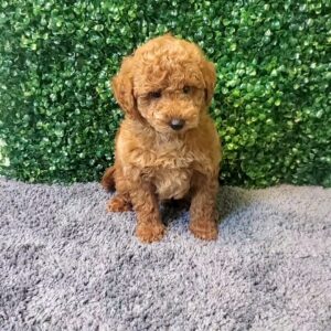 Micro Goldendoodle