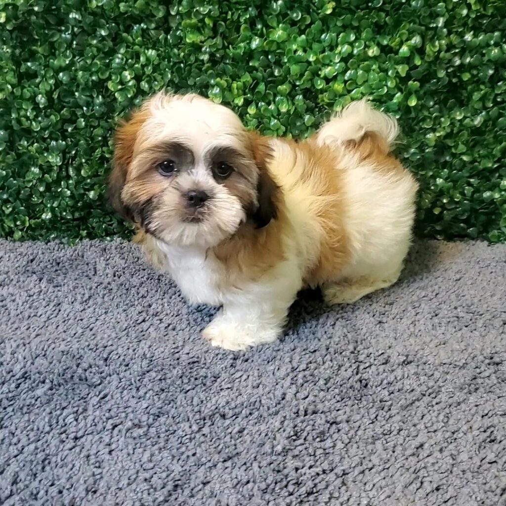 Bridger - Shih Tzu - Image 2