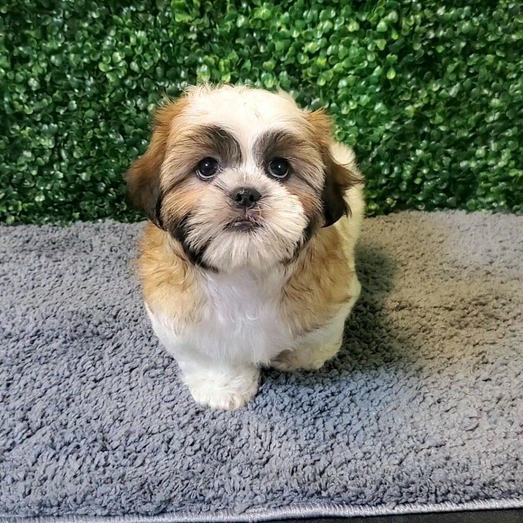 Bridger - Shih Tzu - Image 1