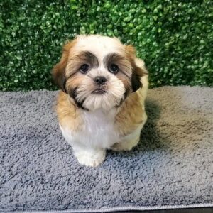 30-Shih Tzu